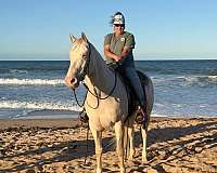 endurance-quarter-horse