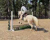 english-pleasure-quarter-horse