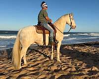 equitation-quarter-horse