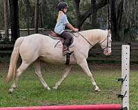 experienced-quarter-horse