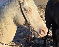 field-hunter-quarter-horse