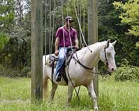 ability-quarter-horse