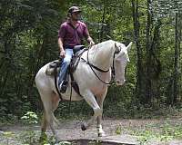 arena-quarter-horse