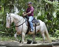 arena-work-quarter-horse