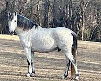 sporthorse-andalusian-horse