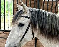 trail-riding-andalusian-horse