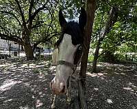 athletic-paint-horse