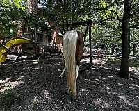 project-paint-horse