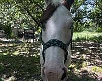 athletic-paint-horse