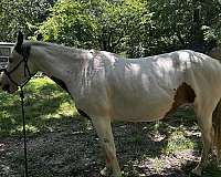 blue-eyed-paint-horse