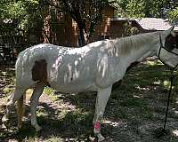 companion-paint-horse