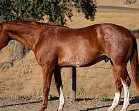 athletic-paint-horse