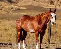 beginner-paint-horse