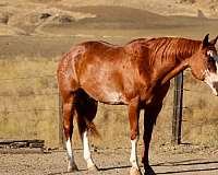calf-roping-paint-horse
