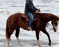 endurance-paint-horse