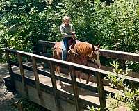 english-pleasure-paint-horse