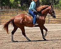 equitation-paint-horse