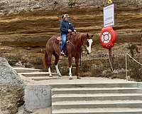 eventing-paint-horse