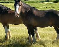 available-clydesdale-horse