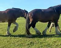 barefoot-clydesdale-horse