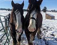 beginner-novice-clydesdale-horse
