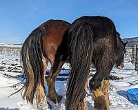 beginner-safe-kid-pony-clydesdale-horse