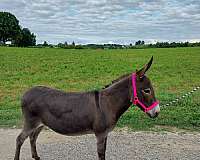 donkey-mare