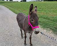 donkey-for-sale