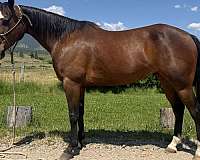 quarter-horse-gelding