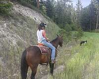 quarter-horse