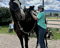 quarter-horse-for-sale