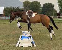 athletic-thoroughbred-horse