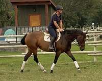 barrel-thoroughbred-horse