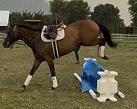 barrel-racing-thoroughbred-horse