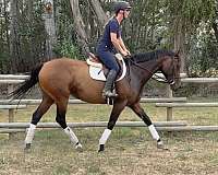 dressage-thoroughbred-horse
