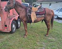 pony-gelding-mare-colt-filly-western-quarter