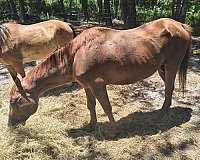 pony-gelding-mare-colt-filly-western