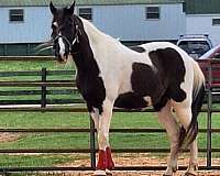 beginner-tennessee-walking-horse
