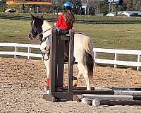 color-classes-tennessee-walking-horse