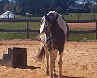 color-classes-horse
