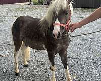 paint-pony-for-sale