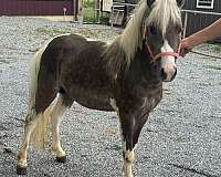 paint-pony-stallion