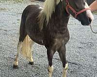 paint-pony