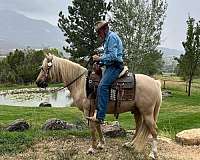 sorrel-blaze-front-sock-hind-horse