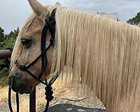 backs-kentucky-mountain-horse
