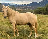 backs-up-kentucky-mountain-horse