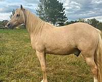 boy-kentucky-mountain-horse