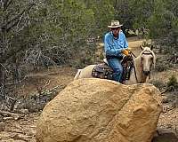 dependable-kentucky-mountain-horse