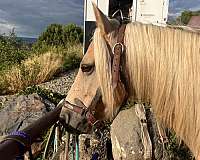 challenge-gypsy-vanner-horse