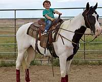 all-around-quarter-horse